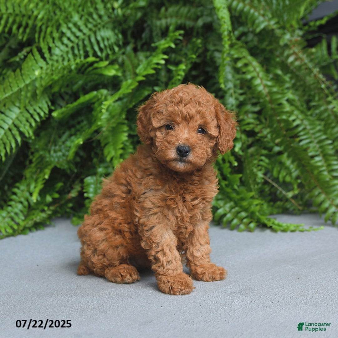 Miniature Poodle dogs for sale: Dolly - Image 1