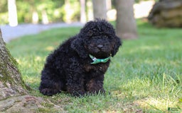 Cockapoo dogs for sale: Midnight - Image 10