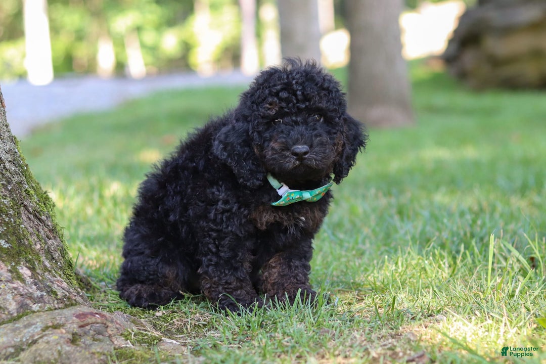 Cockapoo dogs for sale: Midnight - Image 10
