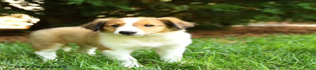 Lulu