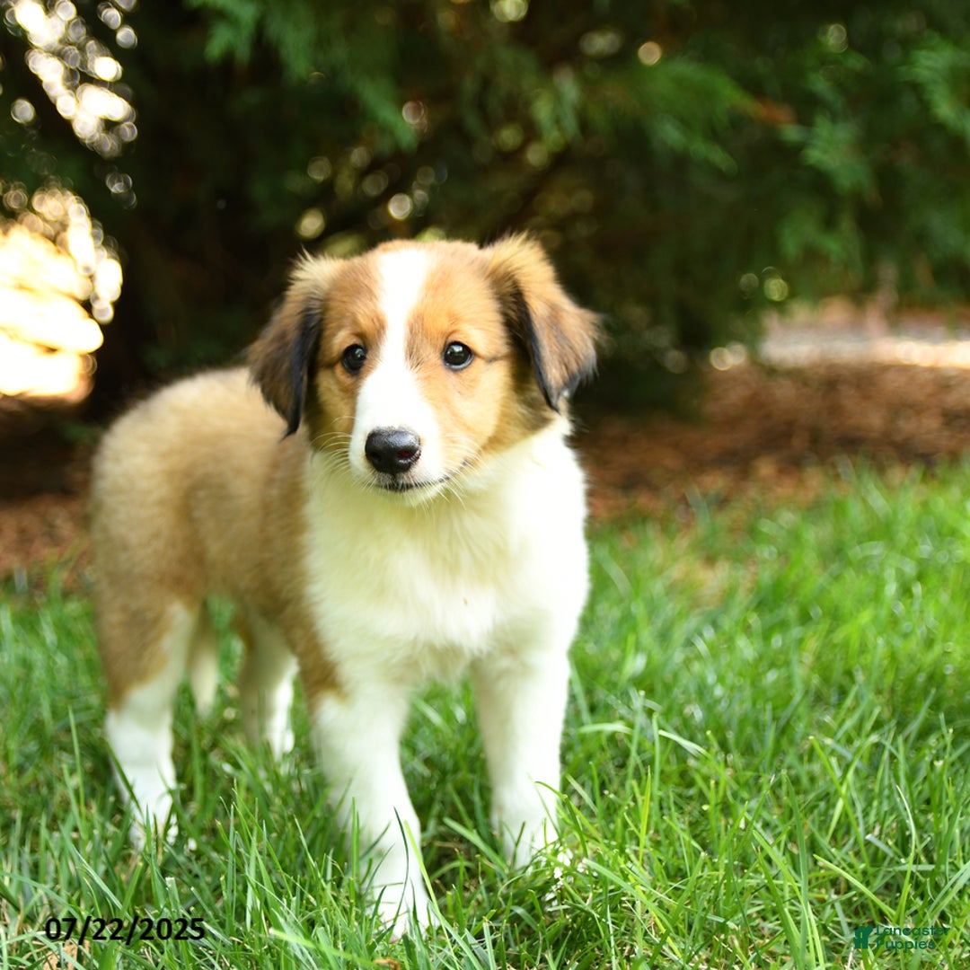 Shetland Sheepdog dogs for sale: Lulu - Image 3
