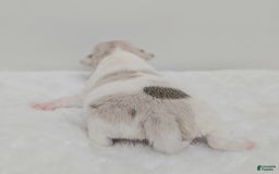Chihuahua dogs for sale: Merlin - Image 2