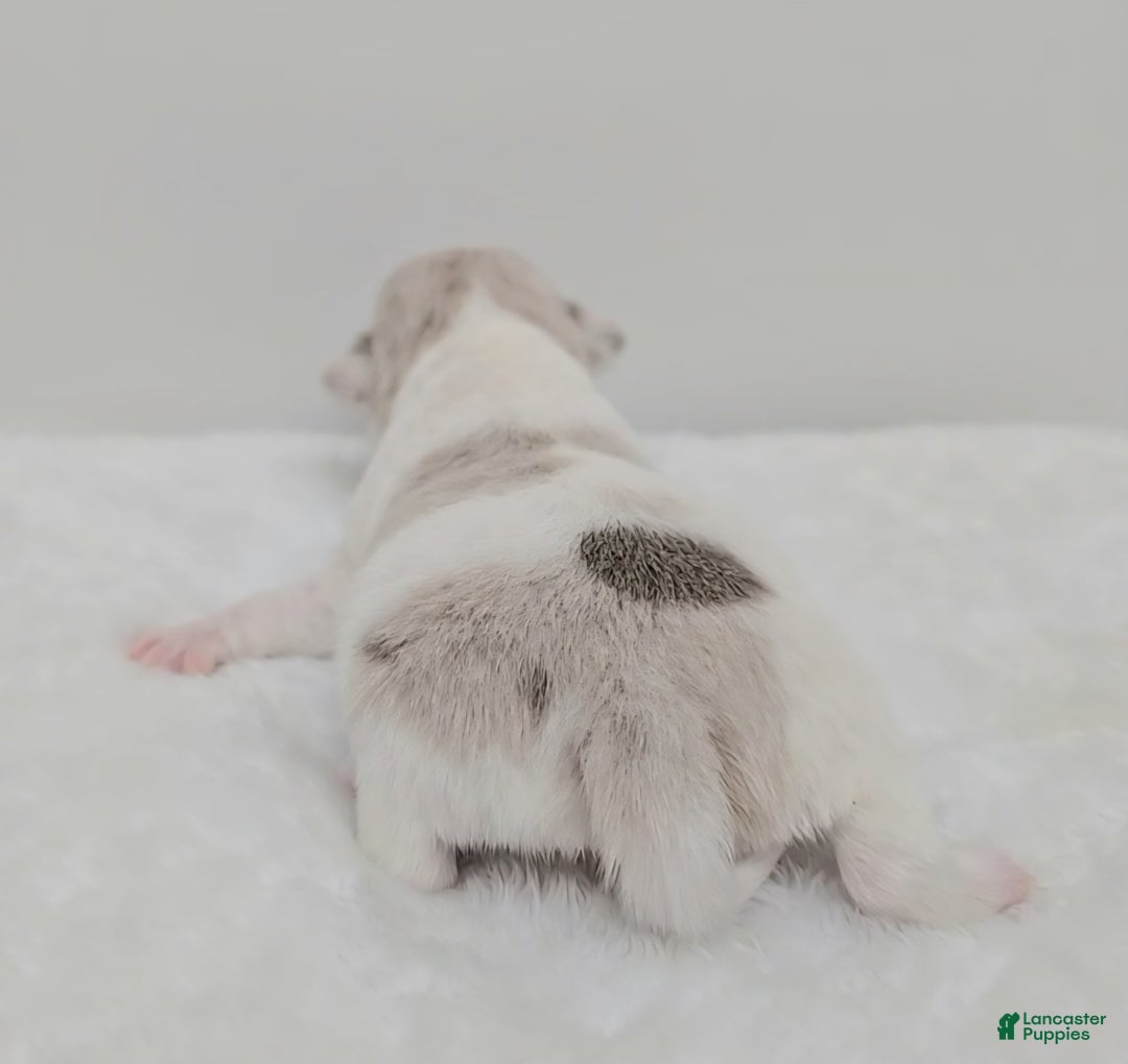 Chihuahua dogs for sale: Merlin - Image 2