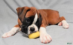 Boxer dogs for sale: Catie - Image 7