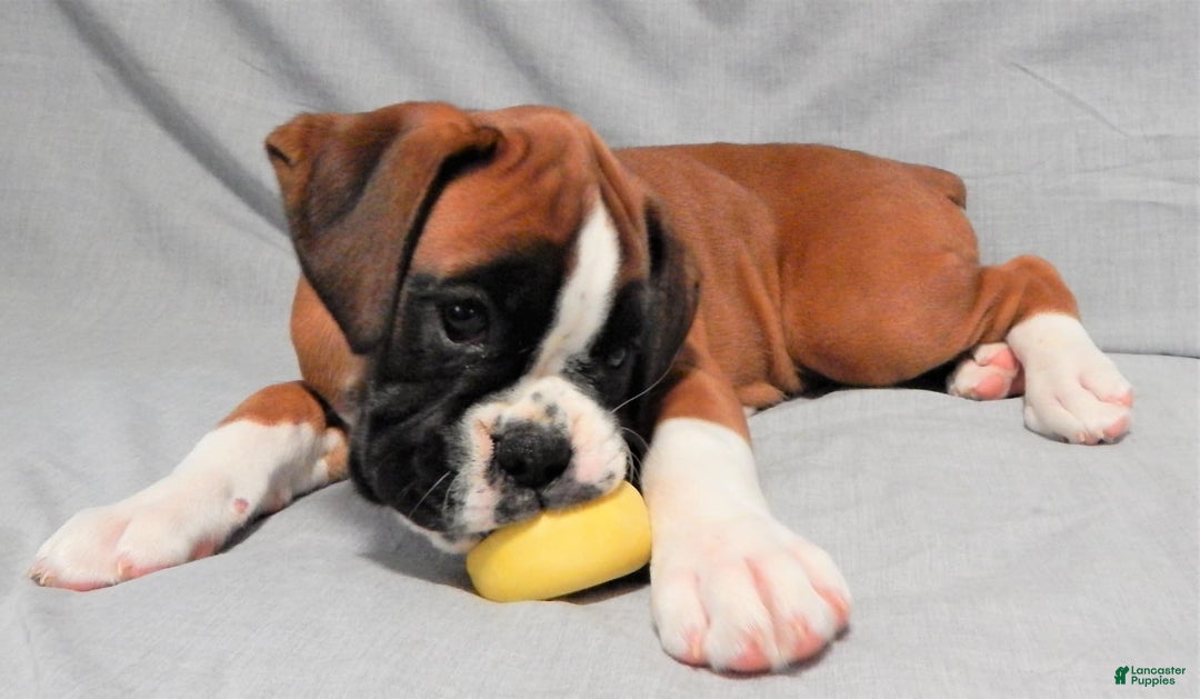 Boxer dogs for sale: Catie - Image 7