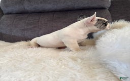 French Bulldog dogs for sale: Luca - Image 2
