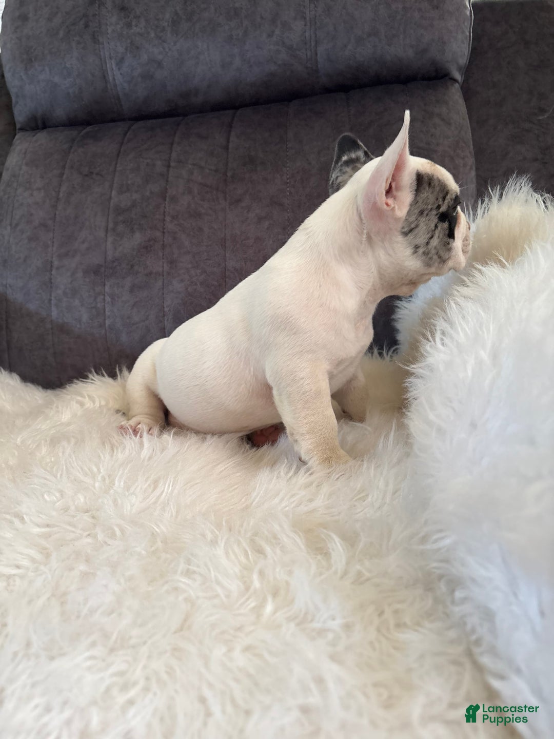 French Bulldog dogs for sale: Luca - Image 2