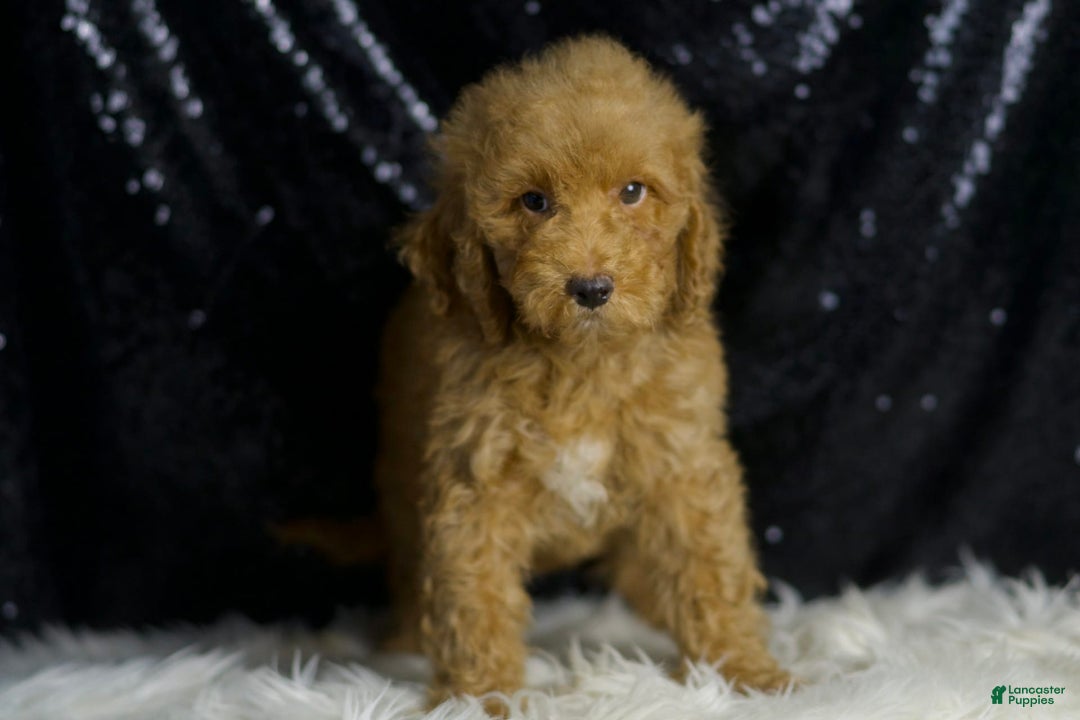 Mini Goldendoodle dogs for sale: Charger - Image 2