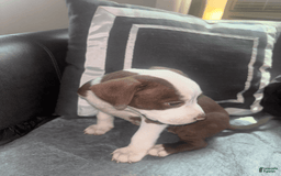 American Bully dogs for sale: Sweetums - Image 1