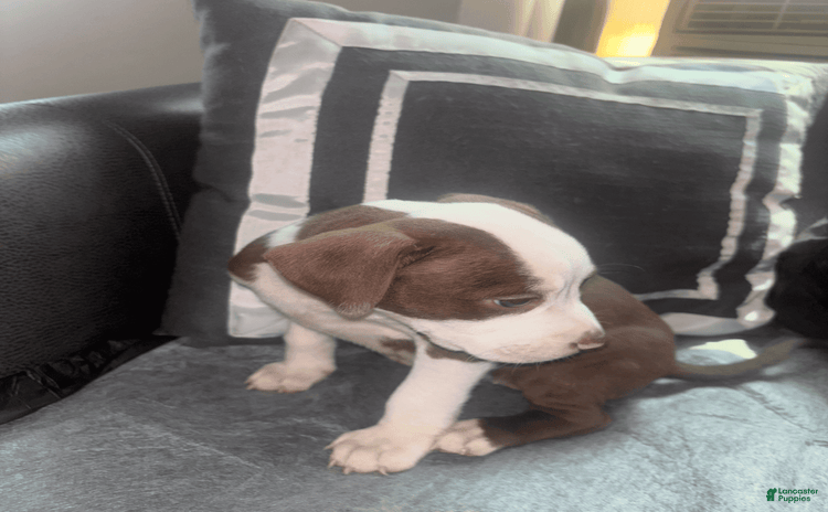 American Bully dogs for sale - Ad 3