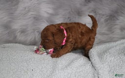 Mini Goldendoodle dogs for sale: Cinnamon - Image 5