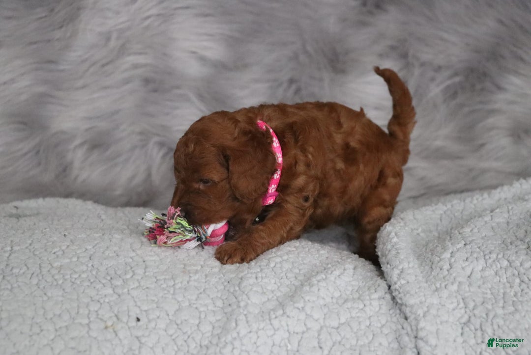 Mini Goldendoodle dogs for sale: Cinnamon - Image 5