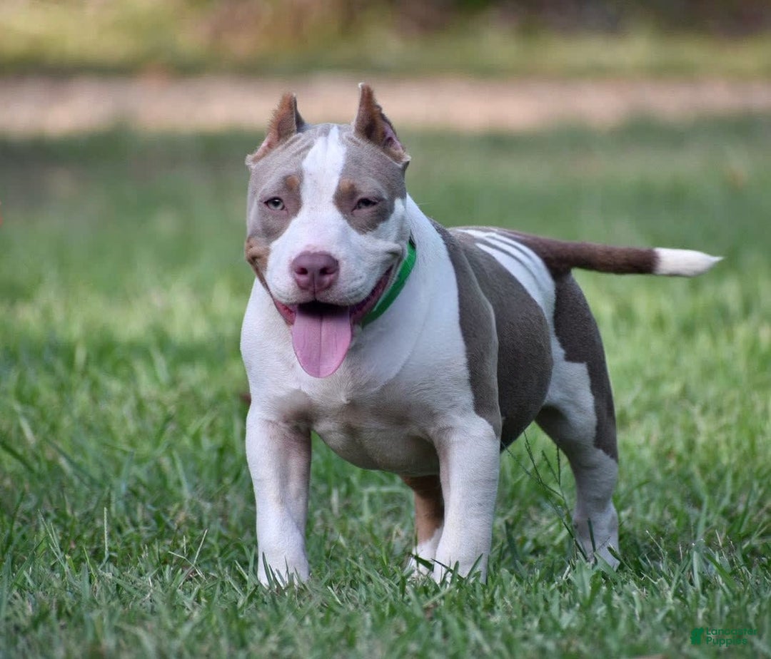 American Bully dogs for sale: Pepper - Image 1