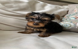 Yorkshire Terrier dogs for sale: Nala - Image 8