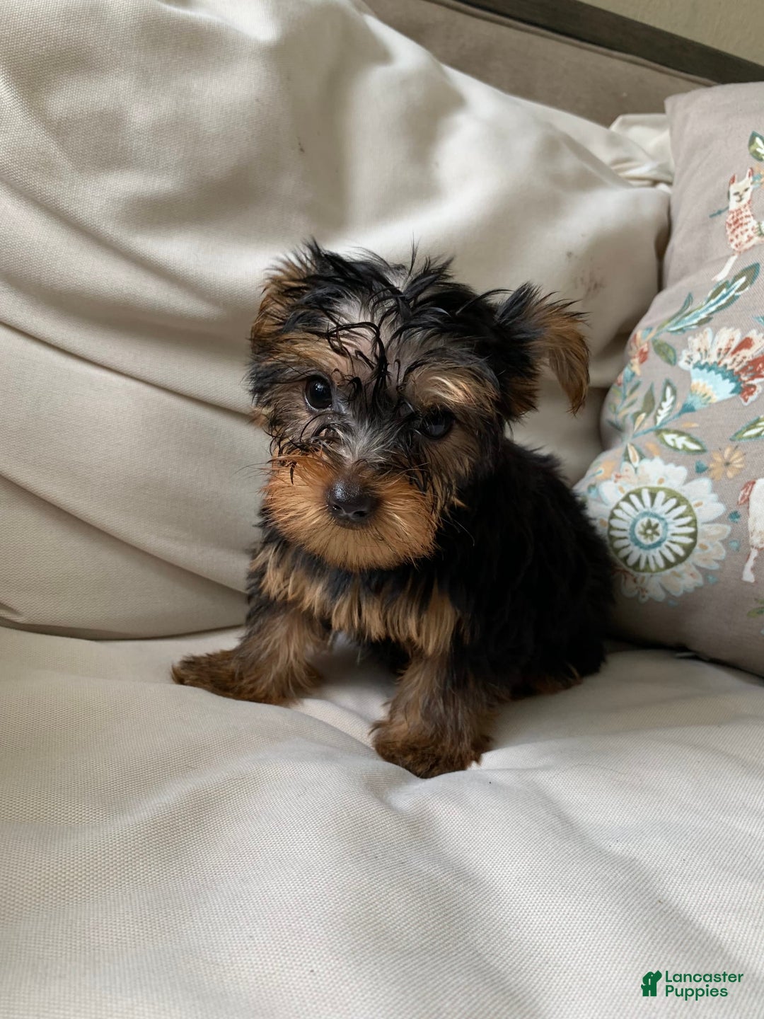 Yorkshire Terrier dogs for sale: Nala - Image 8