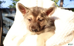 Gerberian Shepsky dogs for sale: Sugar - Image 2