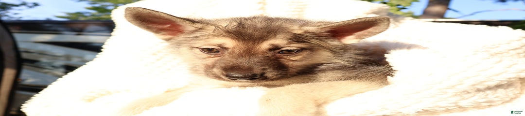 Sugar