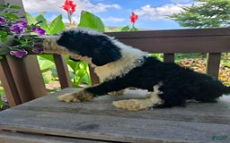 Bernedoodle dogs for sale: Classy - Image 9