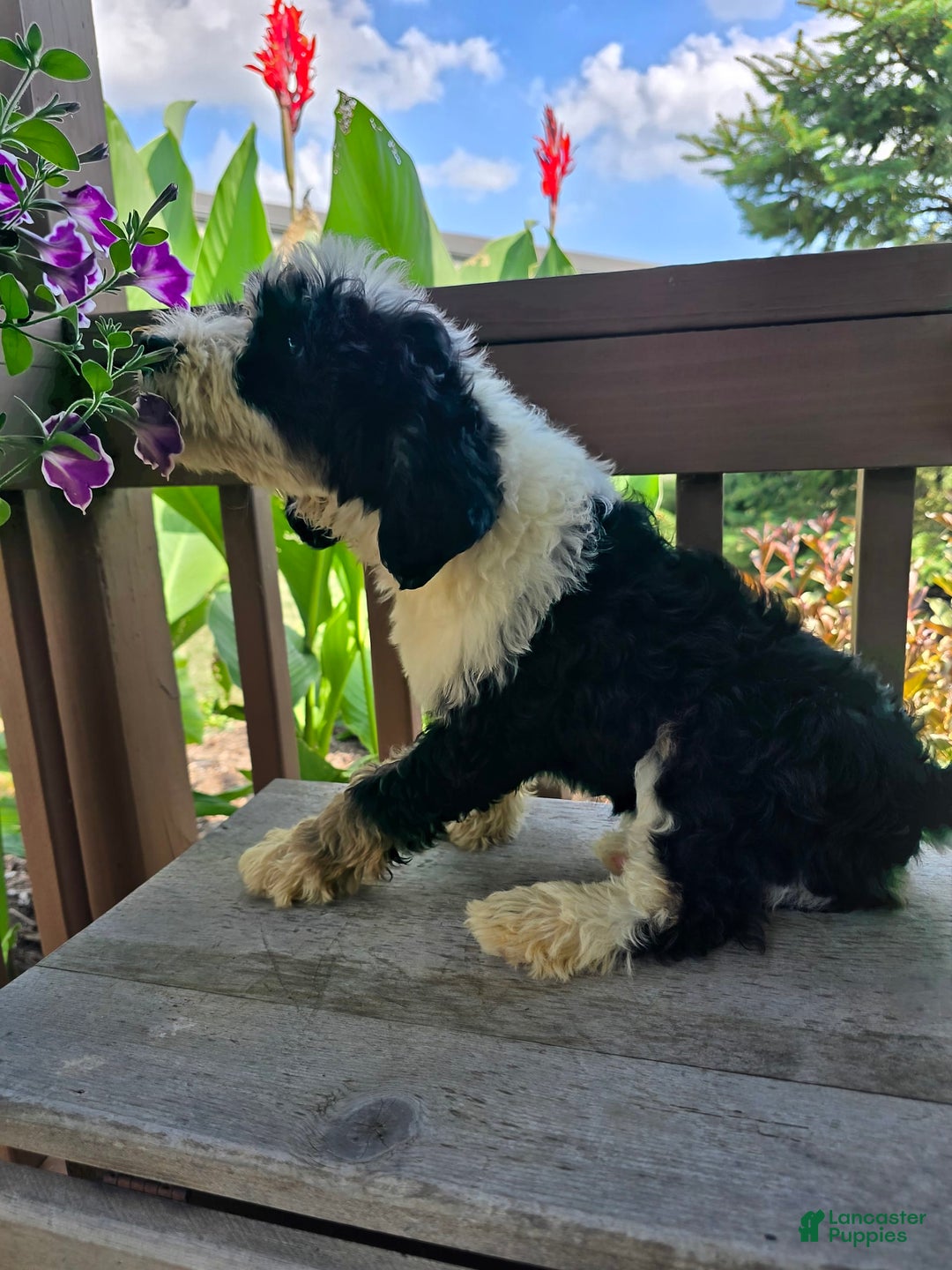 Bernedoodle dogs for sale: Classy - Image 9