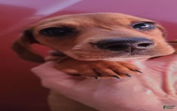 Dachshund dogs for sale: Jolly - Image 4