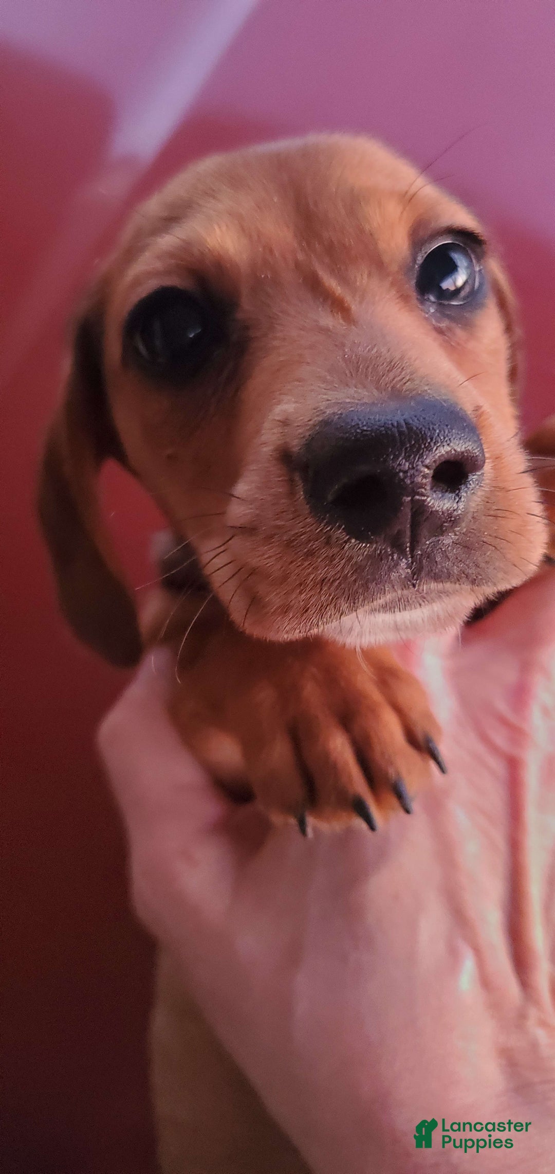 Dachshund dogs for sale: Jolly - Image 4