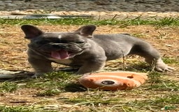 French Bulldog dogs for sale: Rj - Image 2