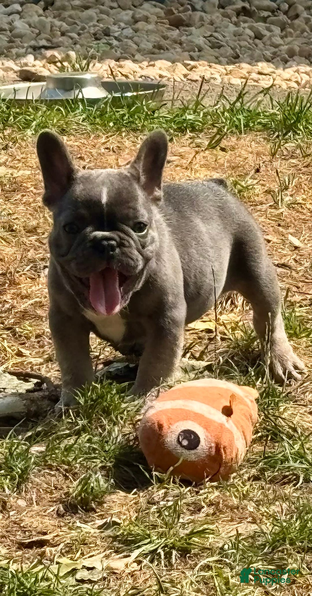 French Bulldog dogs for sale: Rj - Image 2