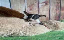 Toy Fox Terrier dogs for sale: Biggie - Image 5
