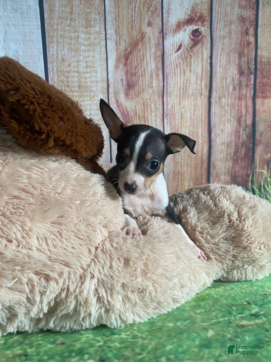 Toy Fox Terrier dogs for sale: Biggie - Image 5