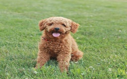 Mini Goldendoodle dogs for sale: Chloe - Image 13