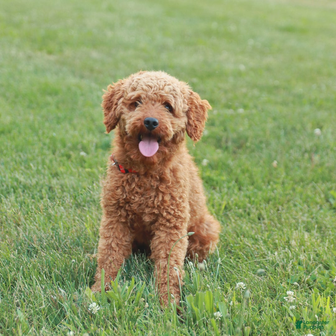 Mini Goldendoodle dogs for sale: Chloe - Image 13