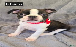 Boston Terrier dogs for sale: Mario - Image 1