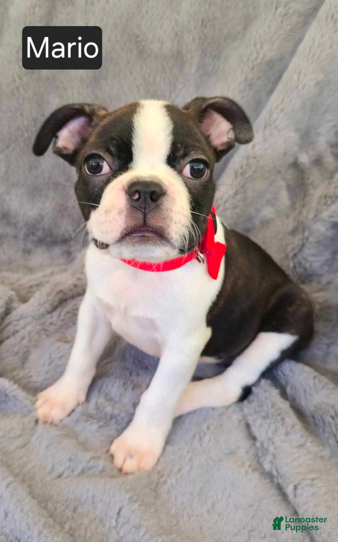 Boston Terrier dogs for sale: Mario - Image 1