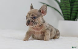 French Bulldog dogs for sale: Hank - Image 2