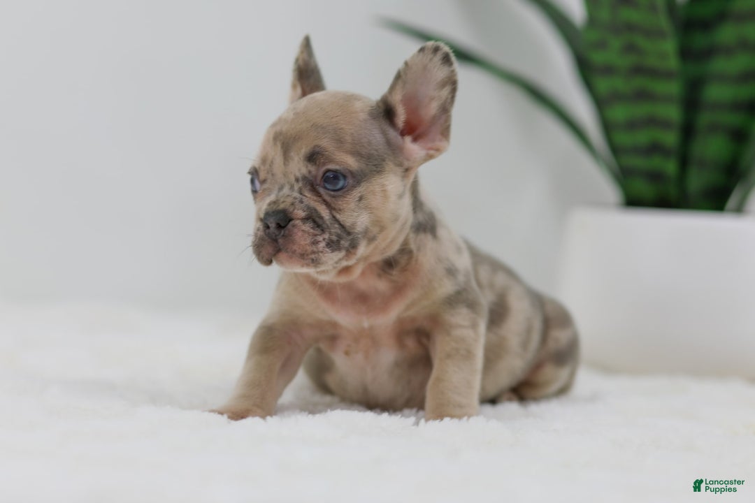 French Bulldog dogs for sale: Hank - Image 2