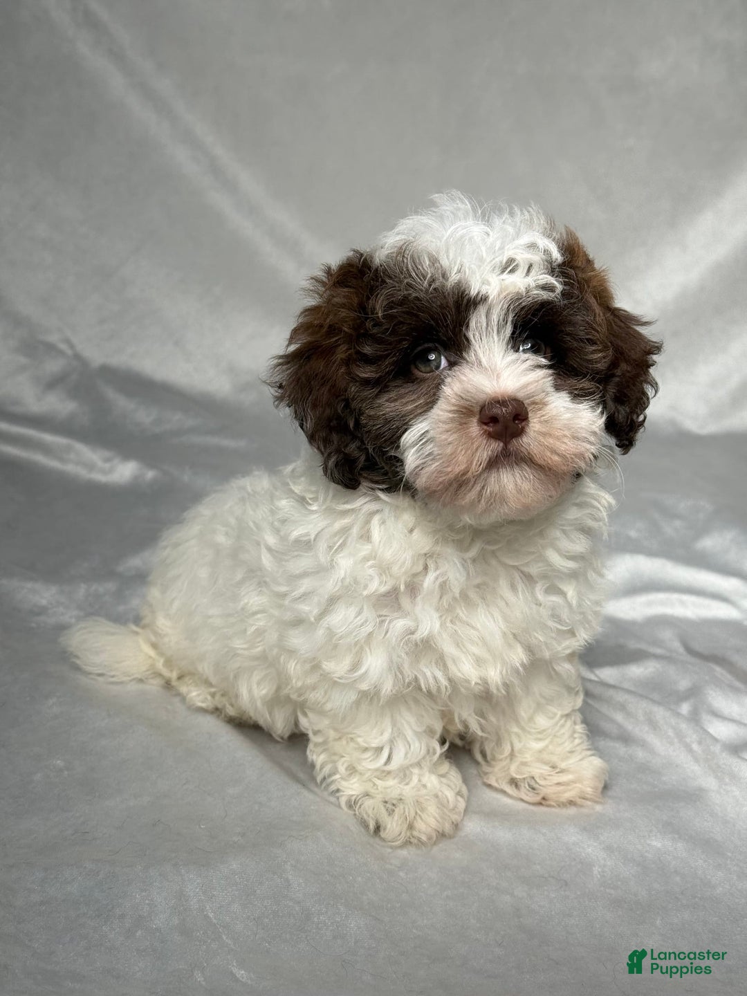 Havapoo dogs for sale: Luna - Image 5