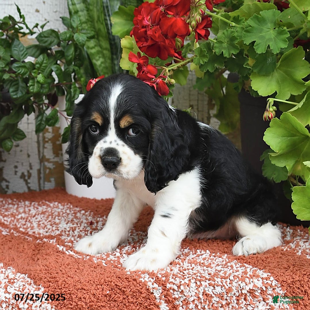 Cocker Spaniel dogs for sale: Rudy - Image 4