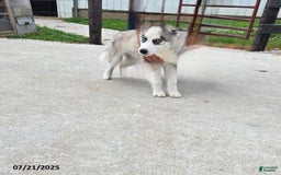 Pomsky dogs for sale: Coyote - Image 1