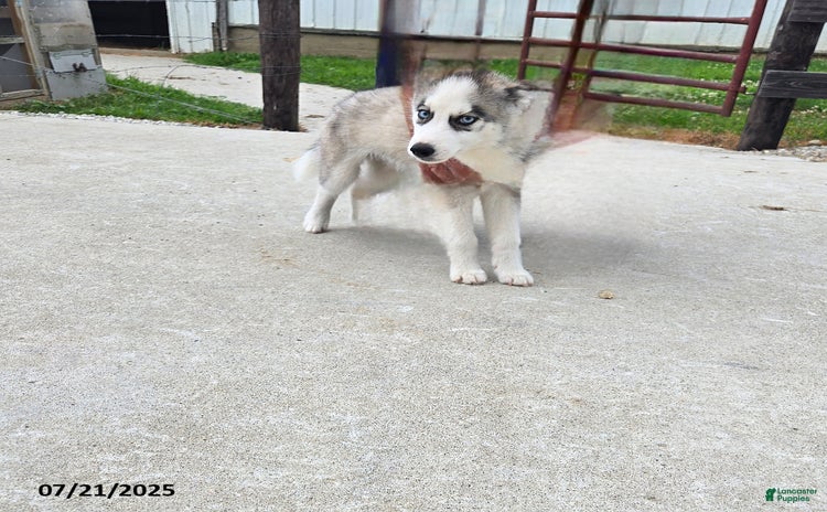 Pomsky dogs for sale - Ad 2