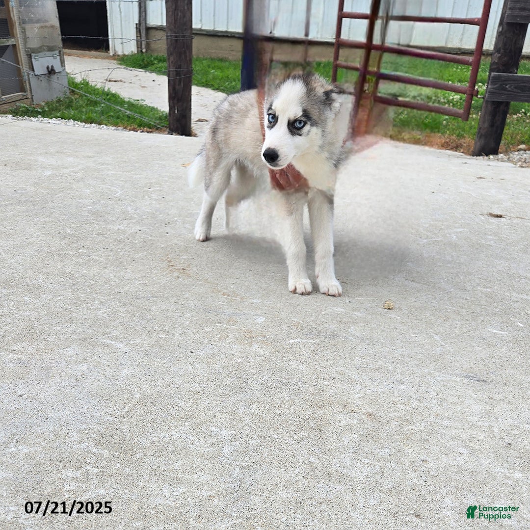 Pomsky dogs for sale: Coyote - Image 1