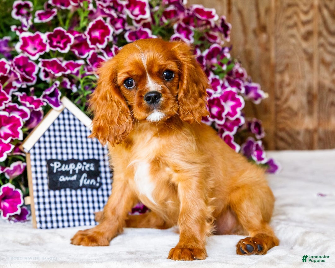 Cavalier King Charles Spaniel dogs for sale: Nicky - Image 9