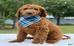 Goldendoodle dogs for sale: Coby - Image 6