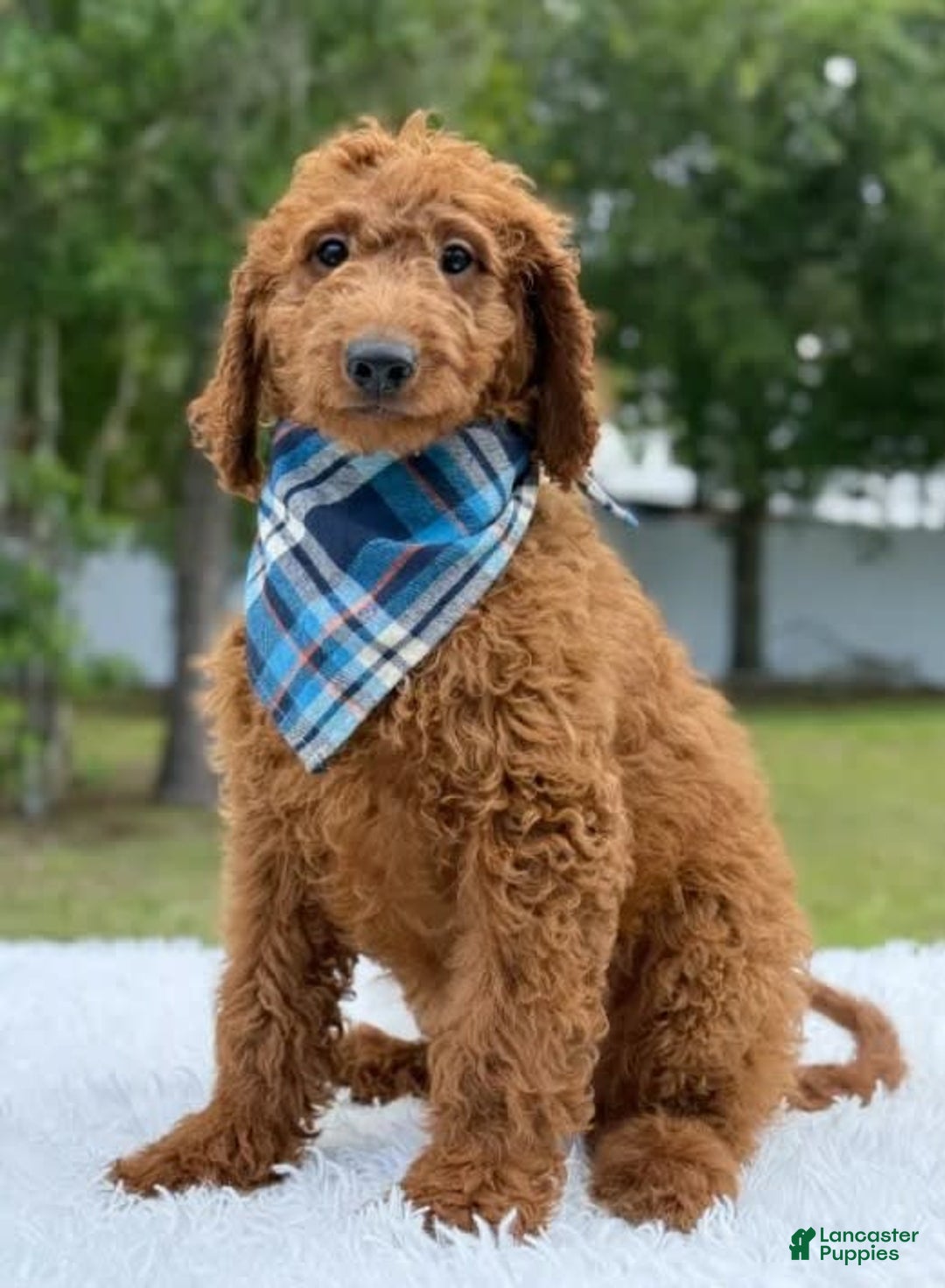 Goldendoodle dogs for sale: Coby - Image 6