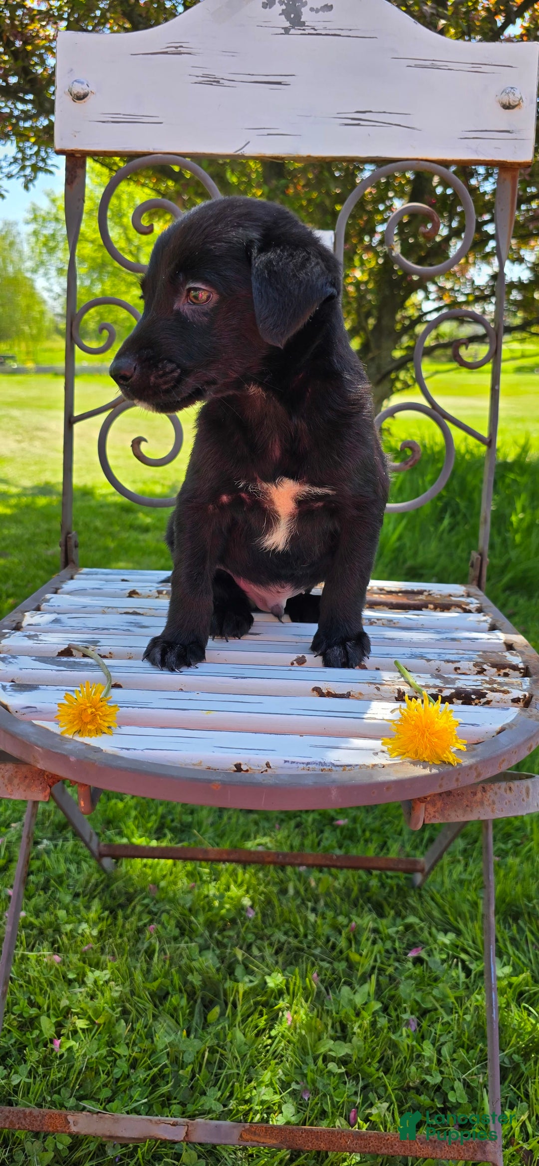 Labrador Retriever dogs for sale: Darth - Image 6