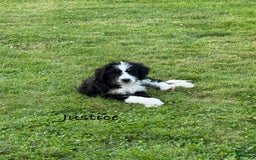 Bernedoodle dogs for sale: Justice 77956 - Image 5