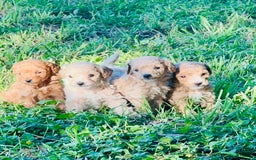 Toy Poodle dogs for sale: Baby - Image 3