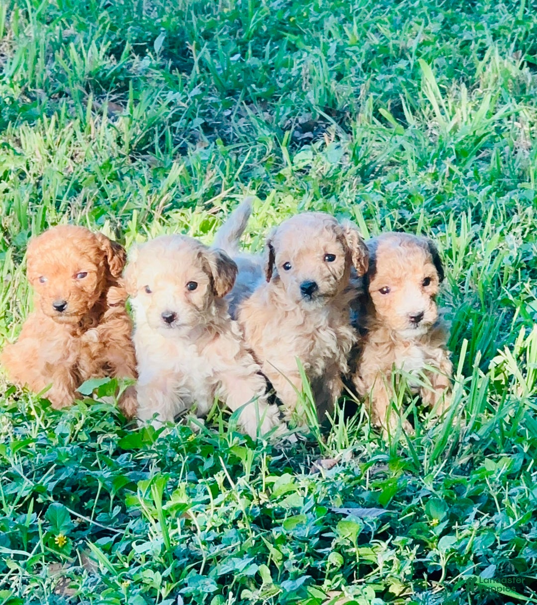 Toy Poodle dogs for sale: Baby - Image 3