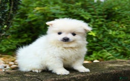 Pomeranian dogs for sale: Gizmo - Image 2