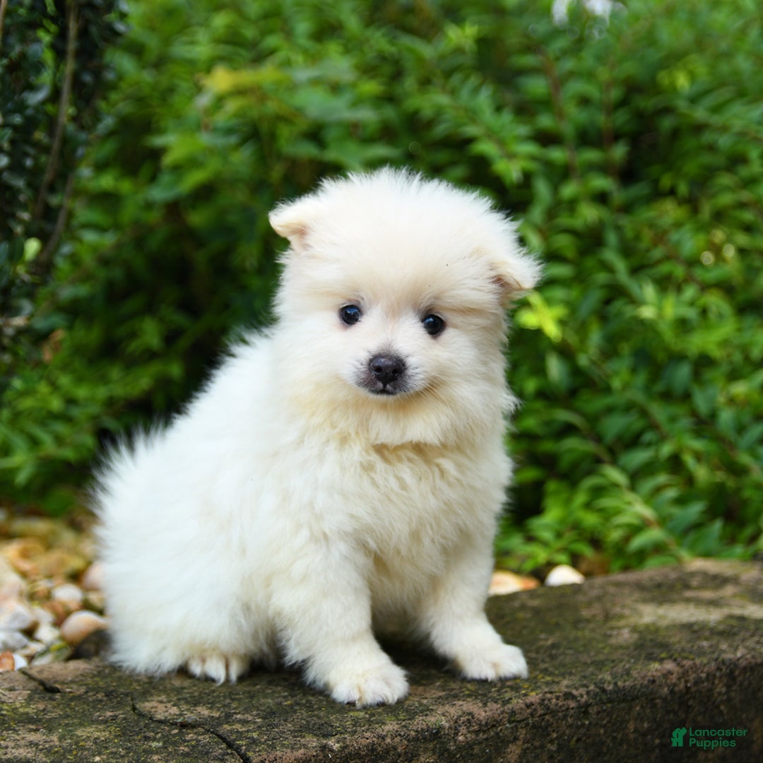 Pomeranian dogs for sale: Gizmo - Image 2