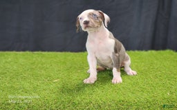 Catahoula Leopard Dog dogs for sale: Diamond 2025 F1 - Image 7